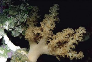 Alcyonium - Alcyonium-spp.jpg