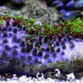 Обсуждение статьи: "Борьба восьмилучевых кораллов за территорию."