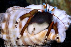 Calcinus-laevimanus-@Denis-Riek
