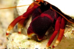 Calcinus-tibicen-@reefguide.org