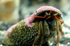 Clibanarius-digueti-@aquaportail.com-