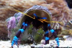 Clibanarius-tricolor--@ultimatereef.net-