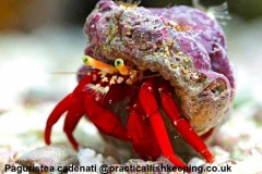 Paguristes-cadenati-@practicalfishkeeping.co.uk-