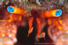 Hermit crab eyes photograph