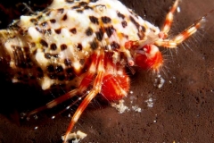 Phimochirus-holthuisi--@reefguide.org