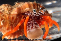Phimochirus-operculatus,-photo-J.-Poupin