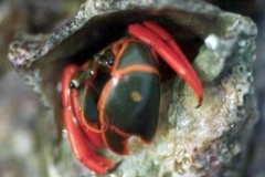 calcinus_californiensis-@J.Poupin
