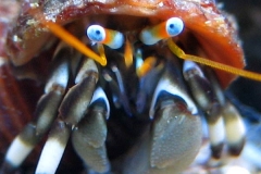 calcinus_seurati @all-pix.com-