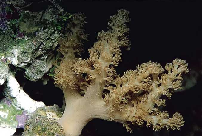 Alcyonium