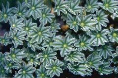 Clavularia-вид-2-зеленая-форма