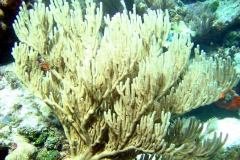 Plexaurella-@reefguide.org
