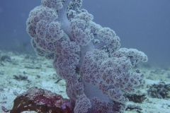 dendronephthya_carnation
