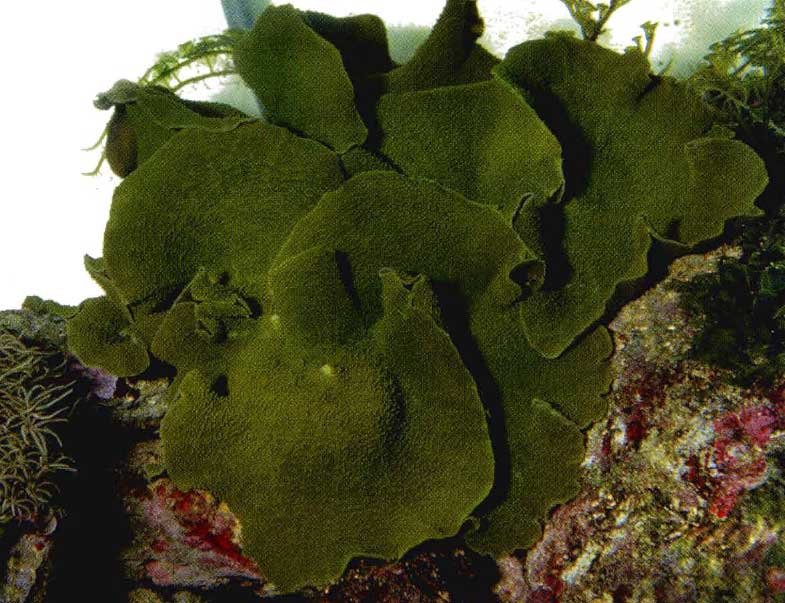 Rhodactis-(Platyzoanthus)-mussoides