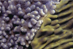 Sinularia--(слева)-покровная-как-Lobophytum-(справа)