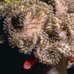 Sarcophyton
