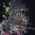 Coelogorgia