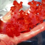 Dendronephthya