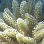 Paralemnalia