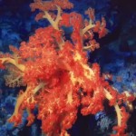 Scleronephthya