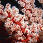 Siphonogorgia